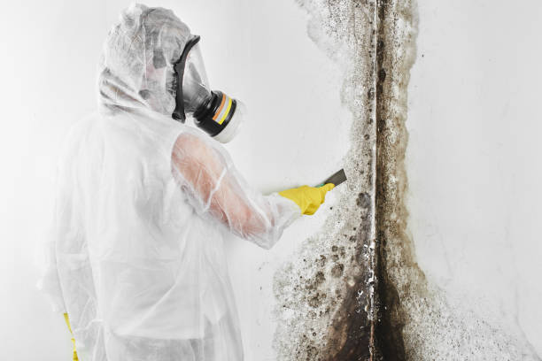 Professional Mold Remediation in Chula Vista, TX