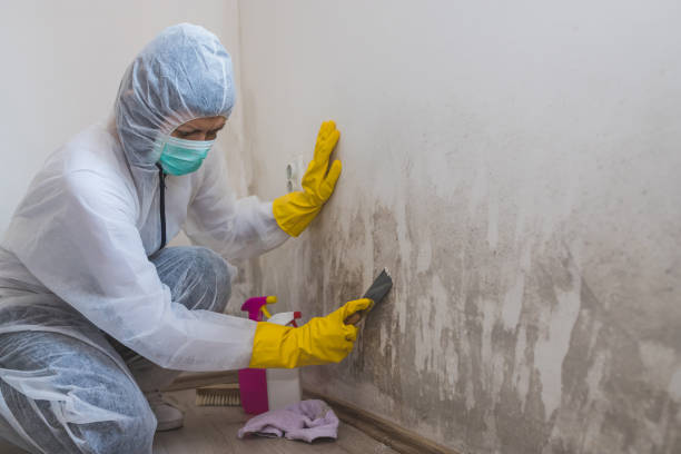 Best Commercial Mold Remediation in Chula Vista, TX
