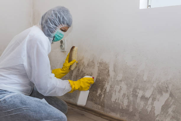 Best Mold Testing and Inspection Services in Chula Vista, TX