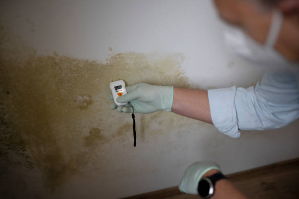 Best Post-Flood Mold Remediation in Chula Vista, TX