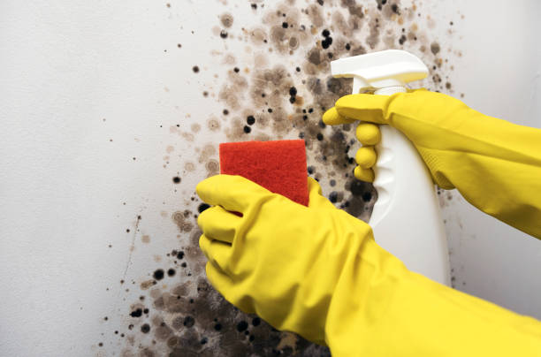 Best Emergency Mold Remediation in Chula Vista, TX