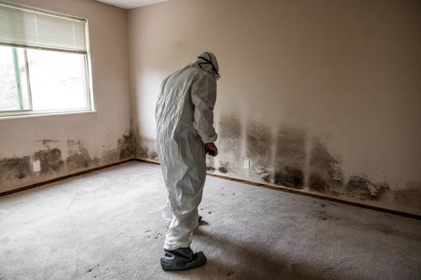 Best Commercial Mold Remediation in Chula Vista, TX