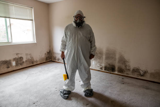 Best DIY Mold Remediation Support Services in Chula Vista, TX