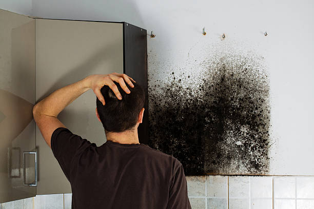 Best Industrial Mold Remediation in Chula Vista, TX