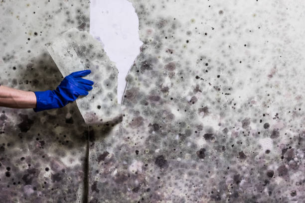 Best Localized Mold Remediation (e.g., coastal areas, humid climates) in Chula Vista, TX