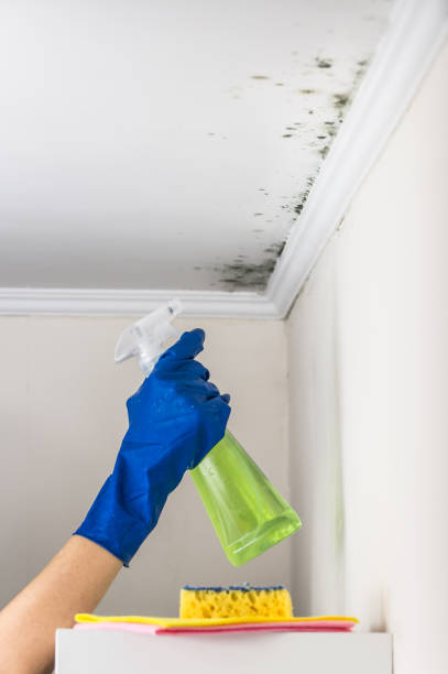Best Basement Mold Remediation in Chula Vista, TX