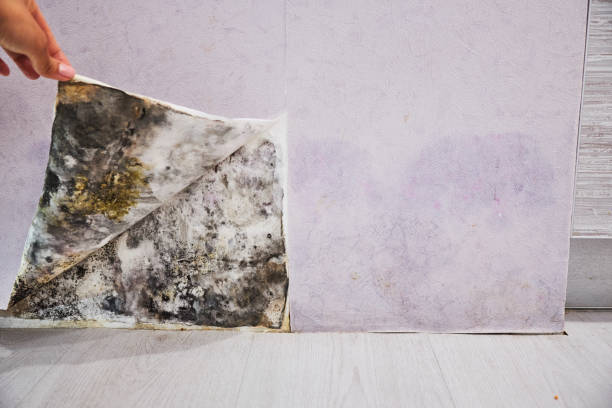 Best Mold Remediation for Specific Building Types in Chula Vista, TX
